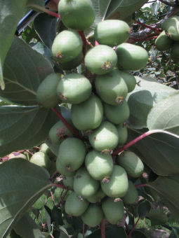 Grappe de fruits du kiwai (ou baby kiwi), Actinidia arguta